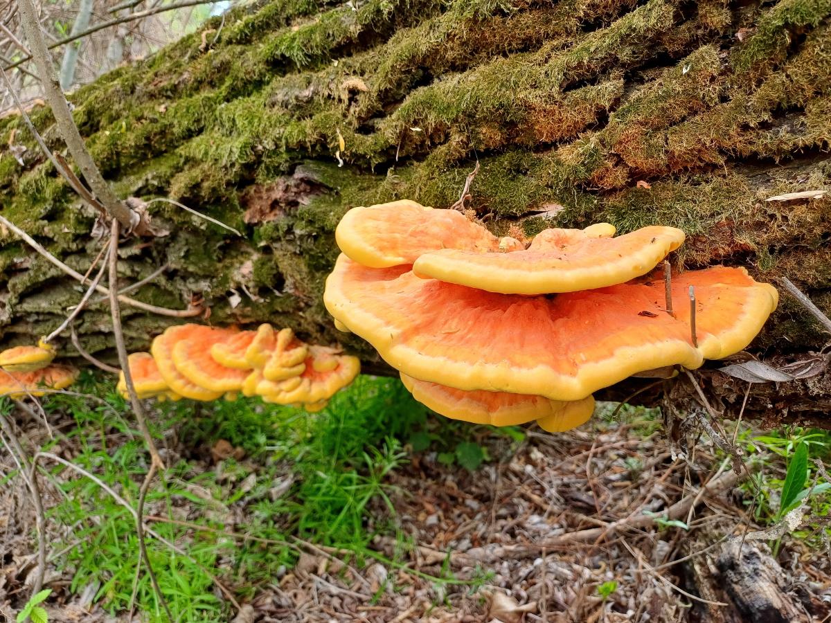 chicken of the woods mushrooms on side of tree