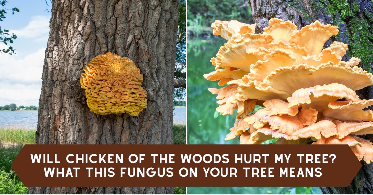 Will Chicken Of The Woods Hurt My Tree? What This Fungus On Your Tree ...