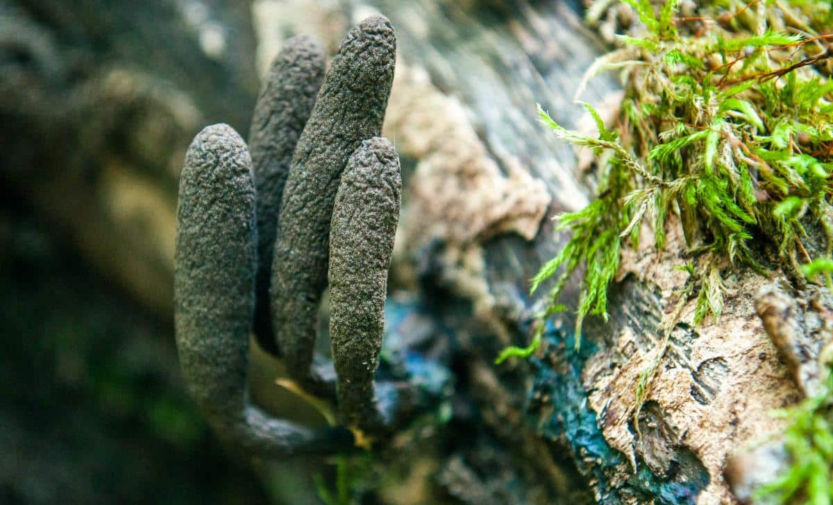 Xylaria polymorpha