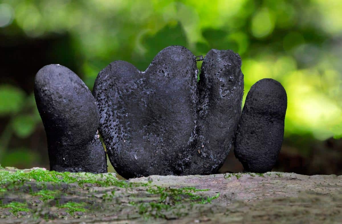 Xylaria