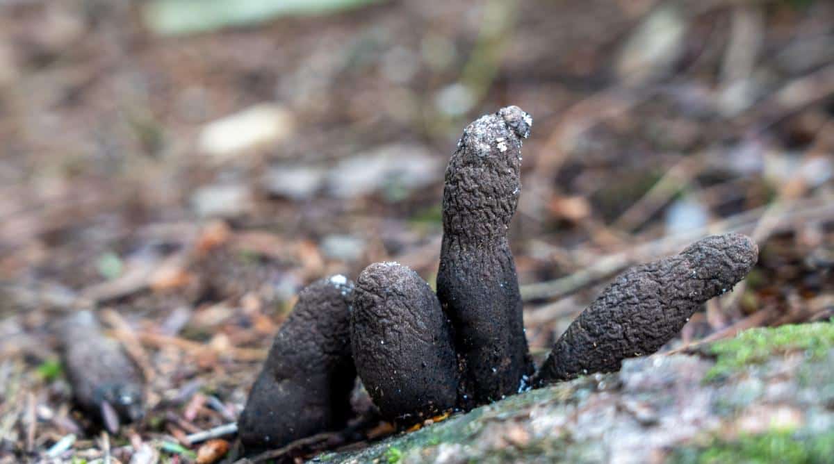 Xylaria polymorpha