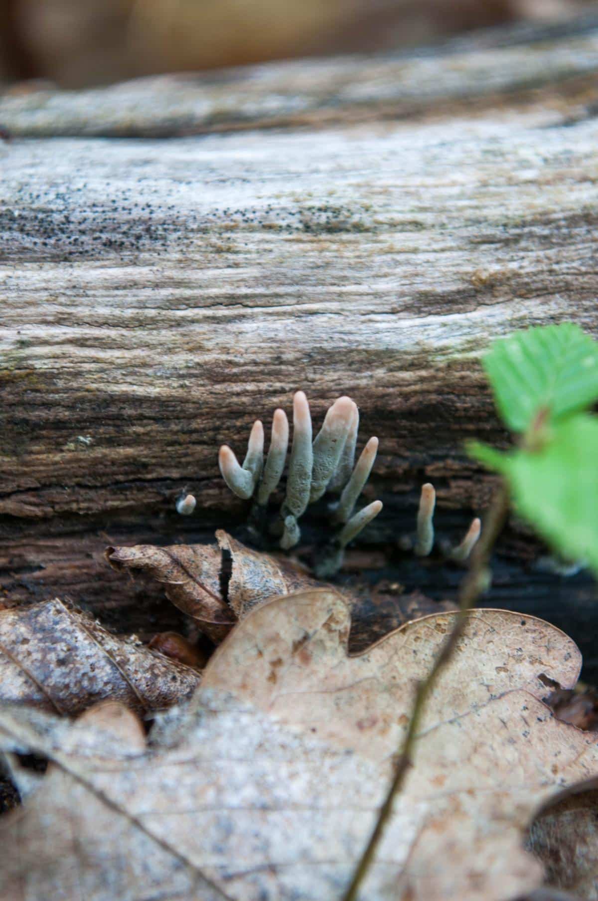 dead man's fingers fungi