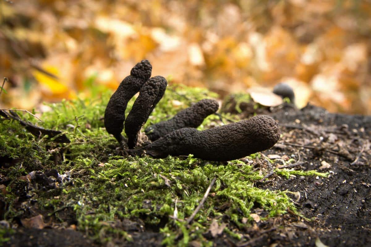 dead man's fingers Xylaria