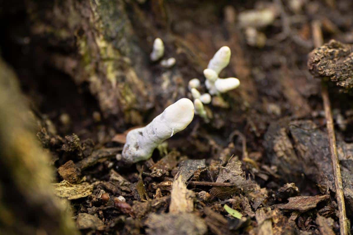 young dead man's fingers fungus