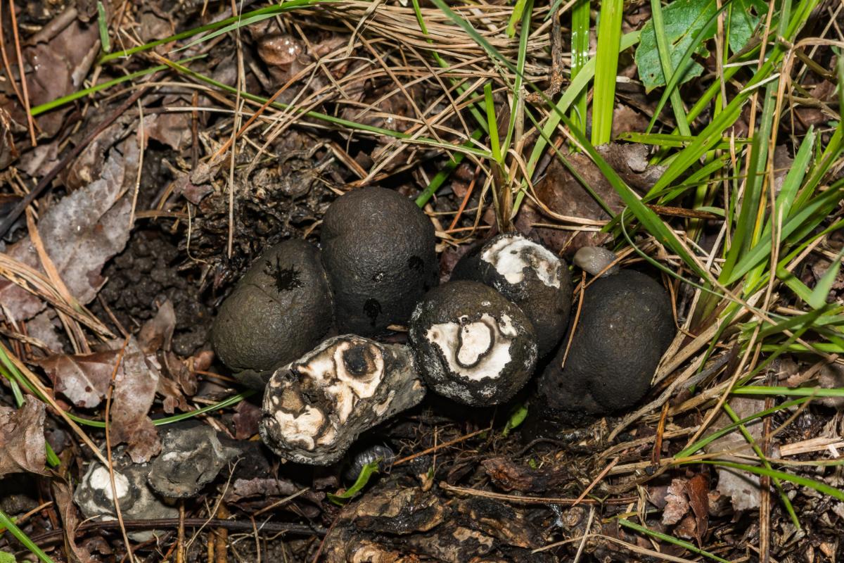Xylaria polymorpha