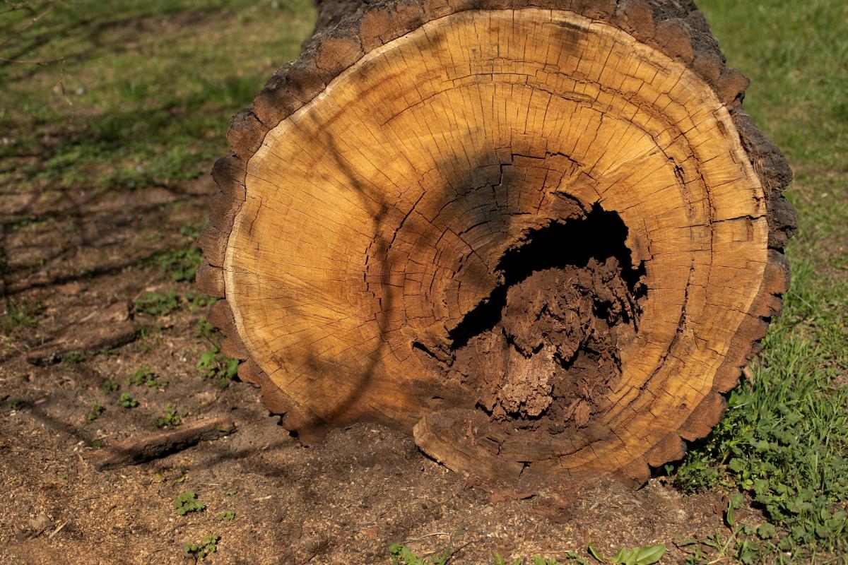 heartwood rot