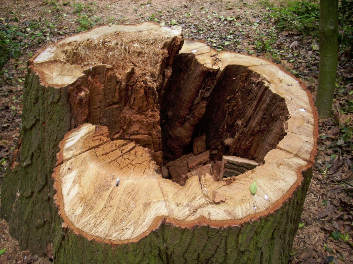 heartwood rot