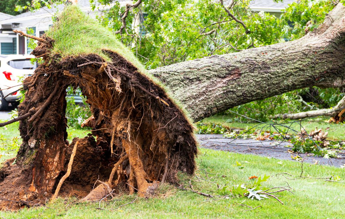 tree fallen over roots exposed