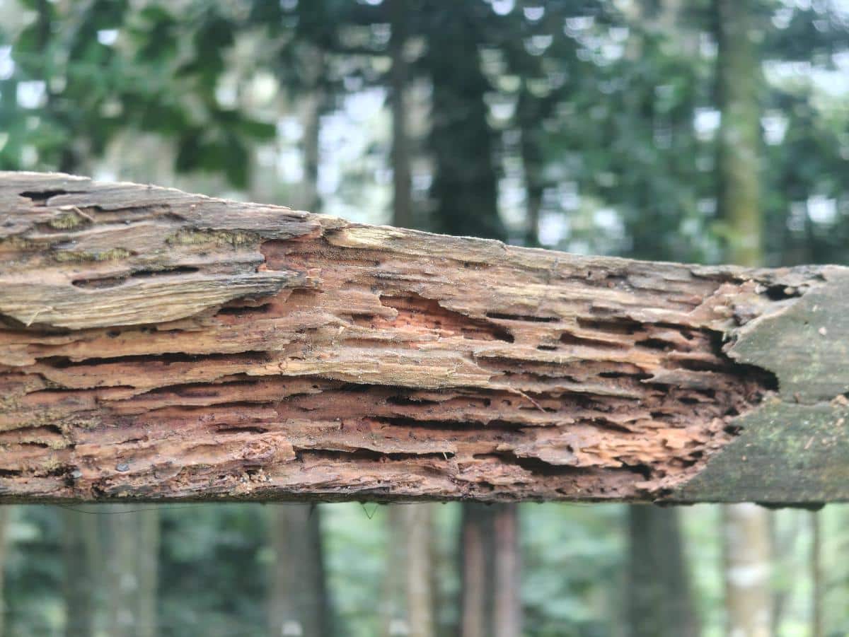 brown rot in wood