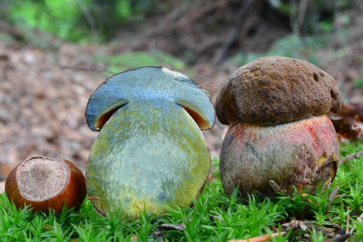 Scarletina boletes (Neoboletus luridiformis)