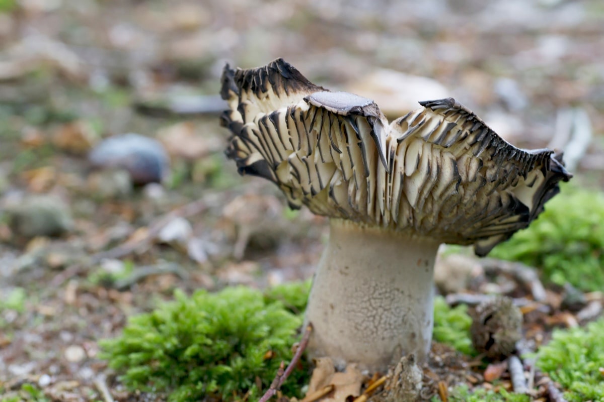 blackening russula