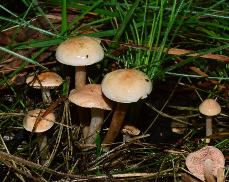 Hebeloma aminophilum