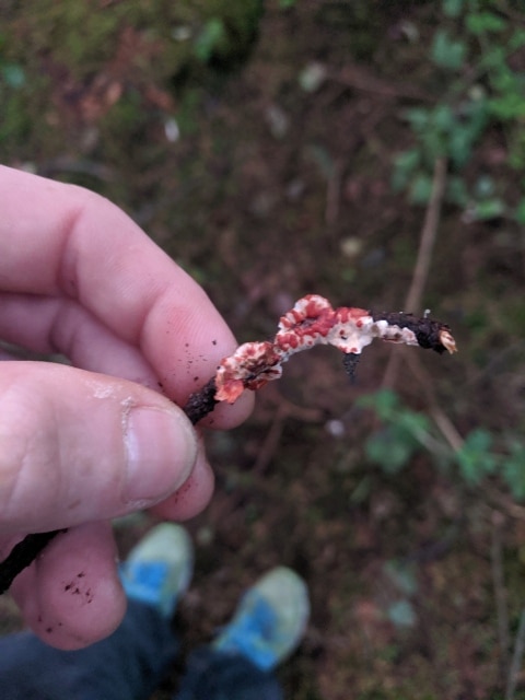 bleeding conifer crust fungus