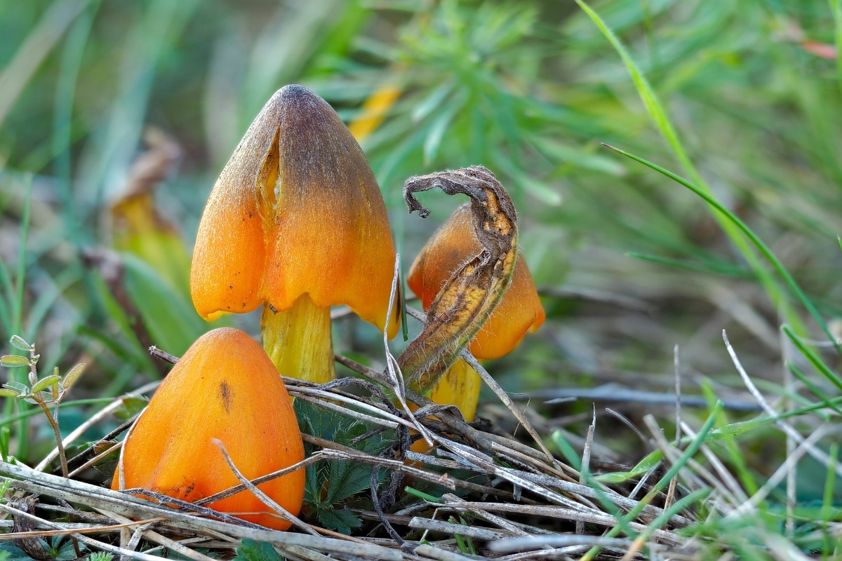 Witch's hat Hygrocybe