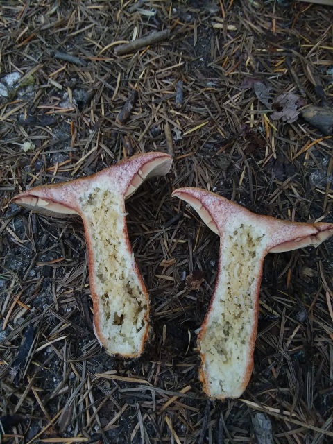 bleeding milk cap mushroom flesh stains pink