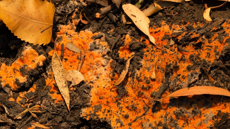 Pyronema omphalodes