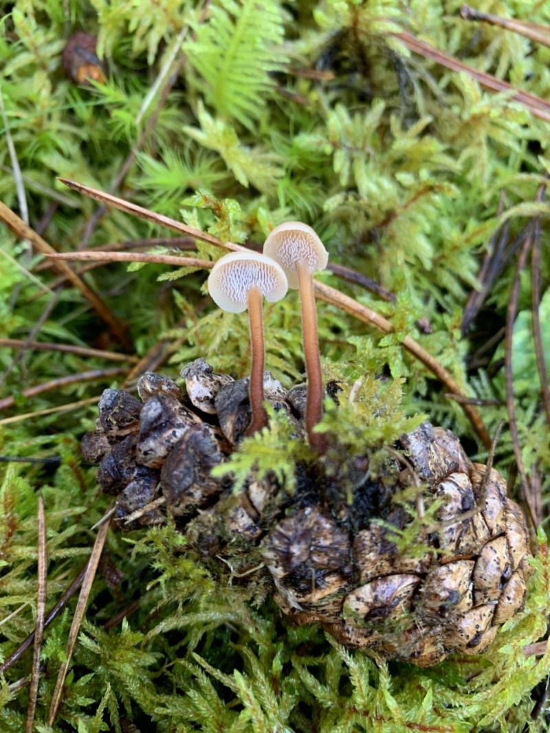 ear pick fungus