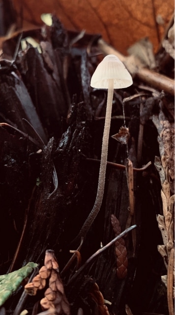 Mycena galopus