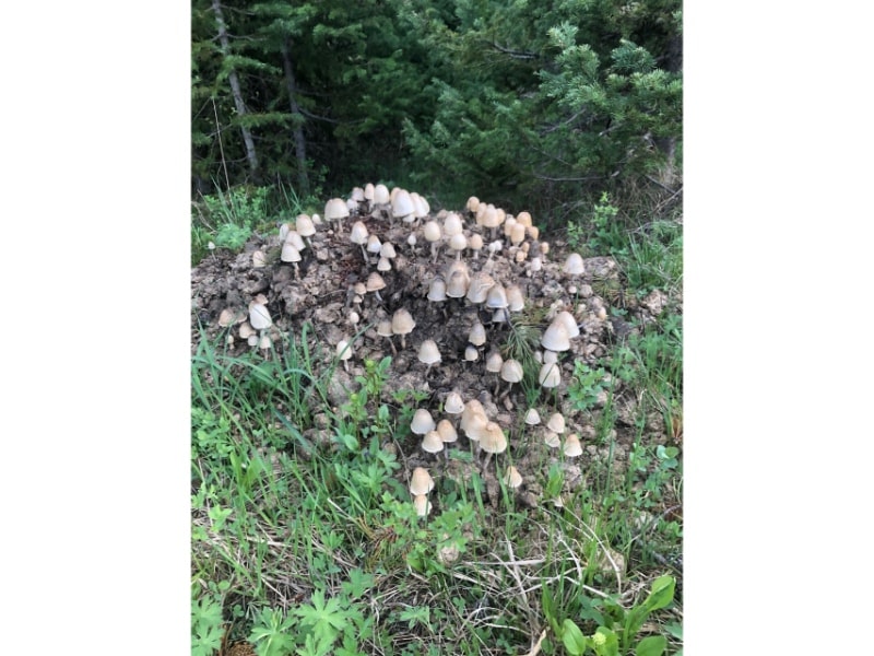 Panaeolus semiovatus growing on dung