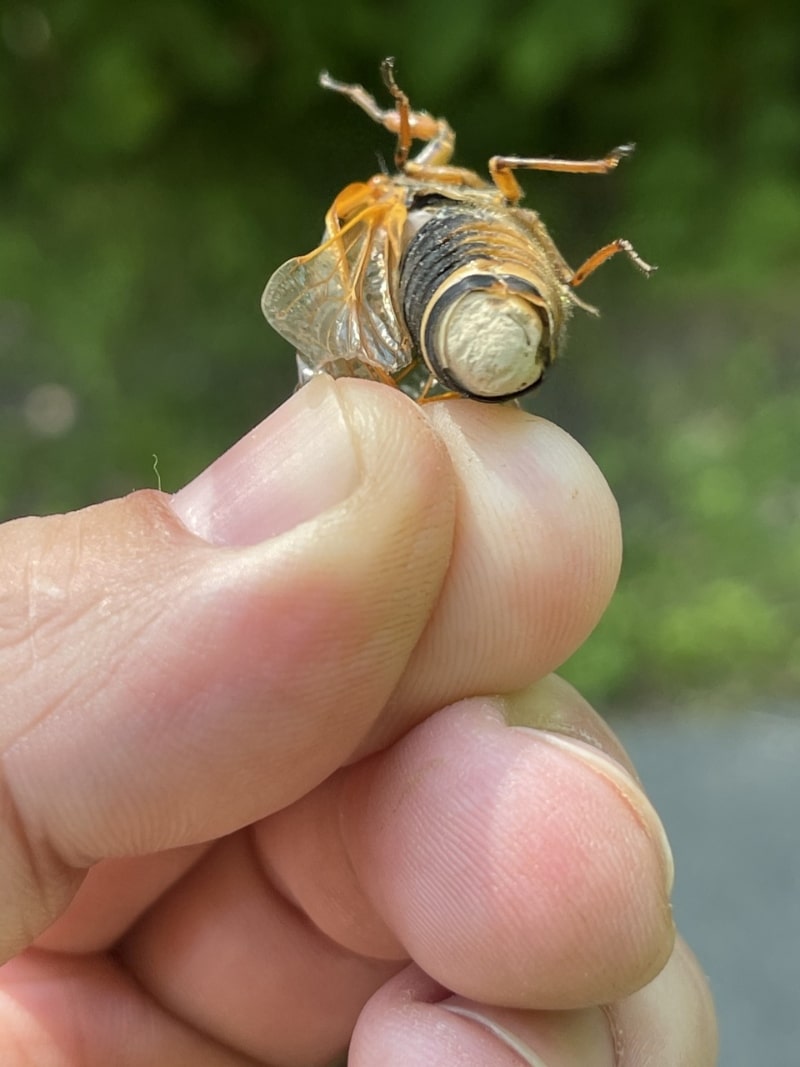 Massospora cicadina