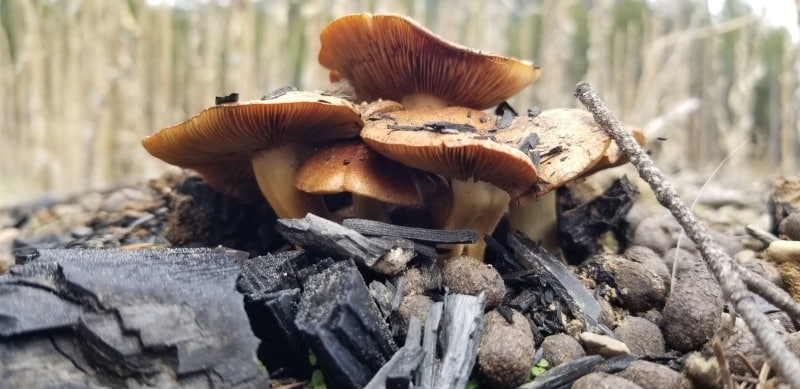 Pholiota highlandensis
