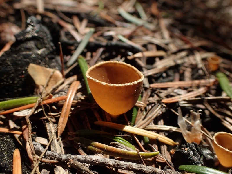 Geopyxis carbonaria mushrooms grow in unusual places