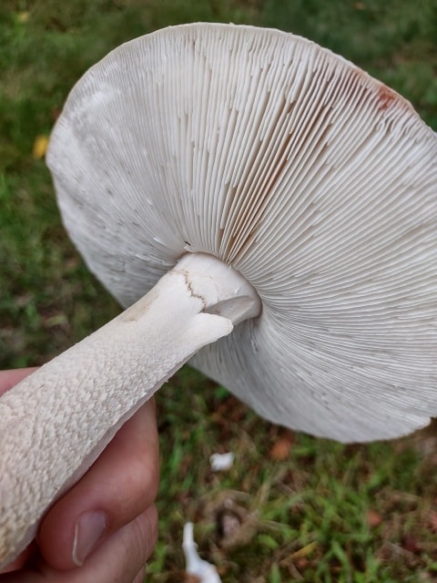 Amanita rubescens