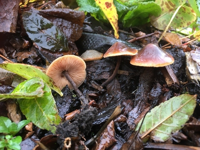 Macrocystidia cucumis