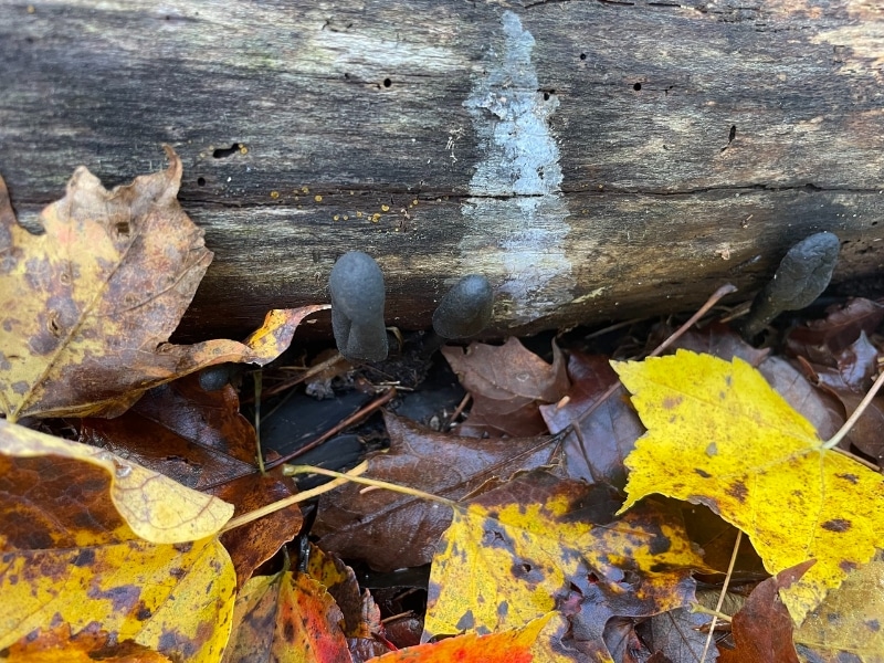 xylaria longipes