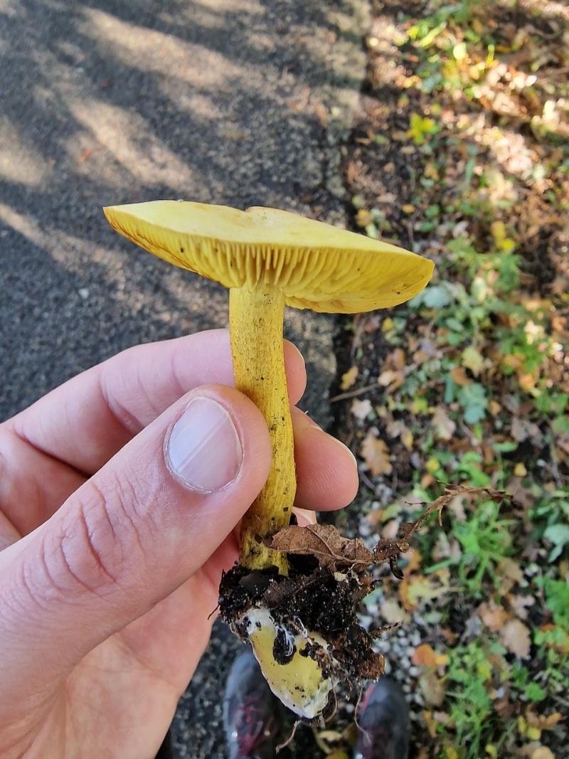 sulfur knight mushroom