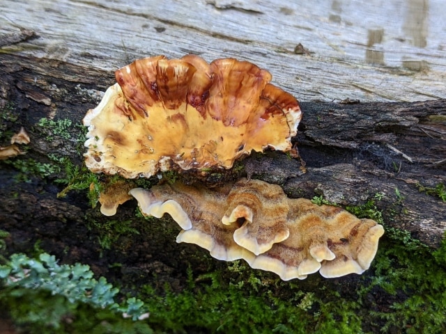 Stereum gausapatum