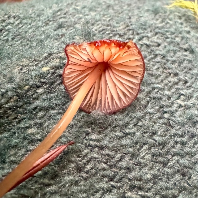 bleeding bonnet mushroom