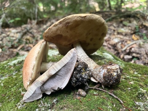 birch bolete cut in half color change flesh