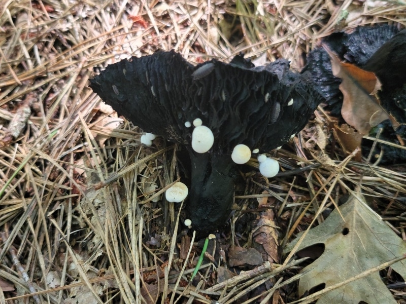 Asterophora lycoperdoides