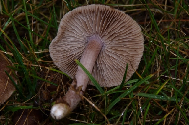 geranium fibercap mushroom
