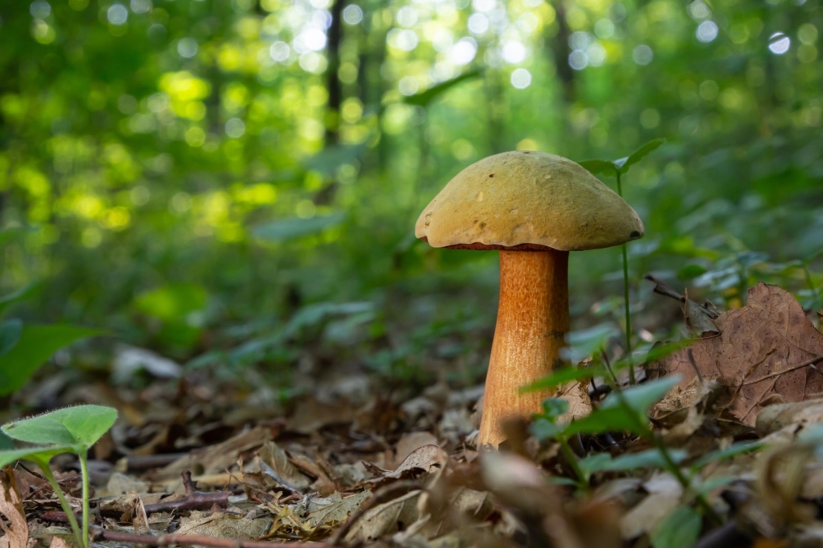 lurid bolete