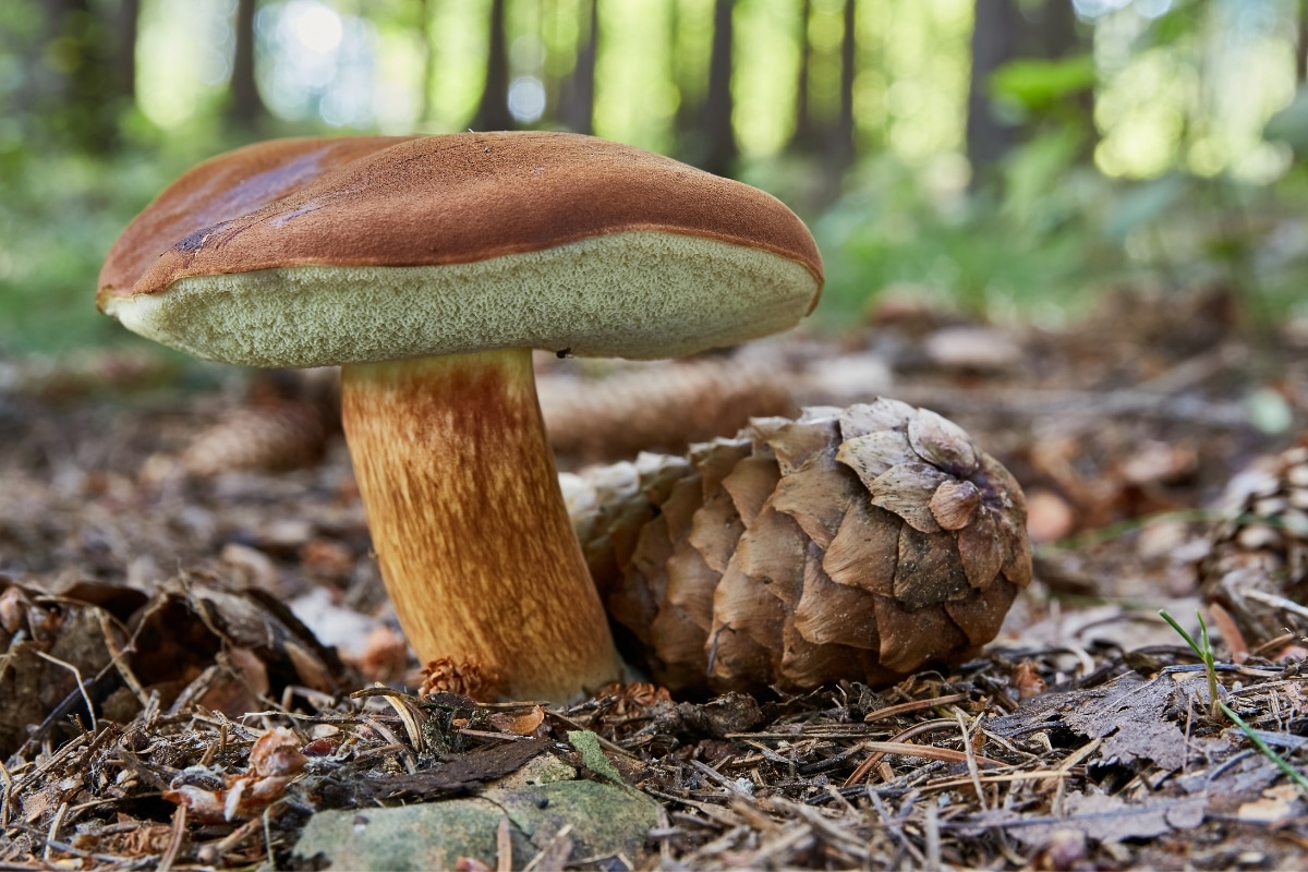bay bolete