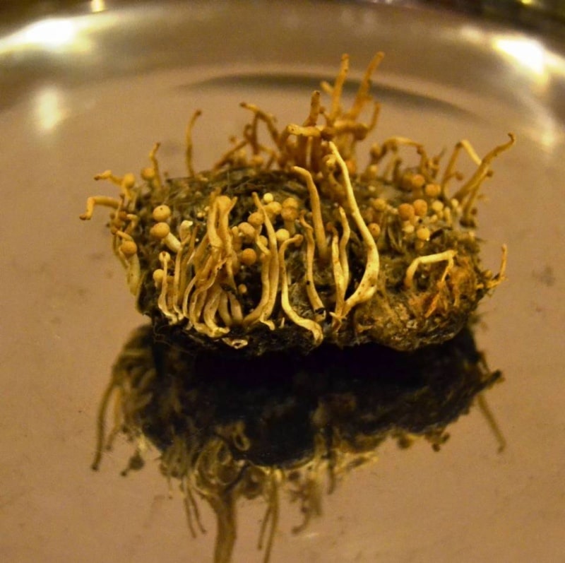 feather stalkball on an owl pellet