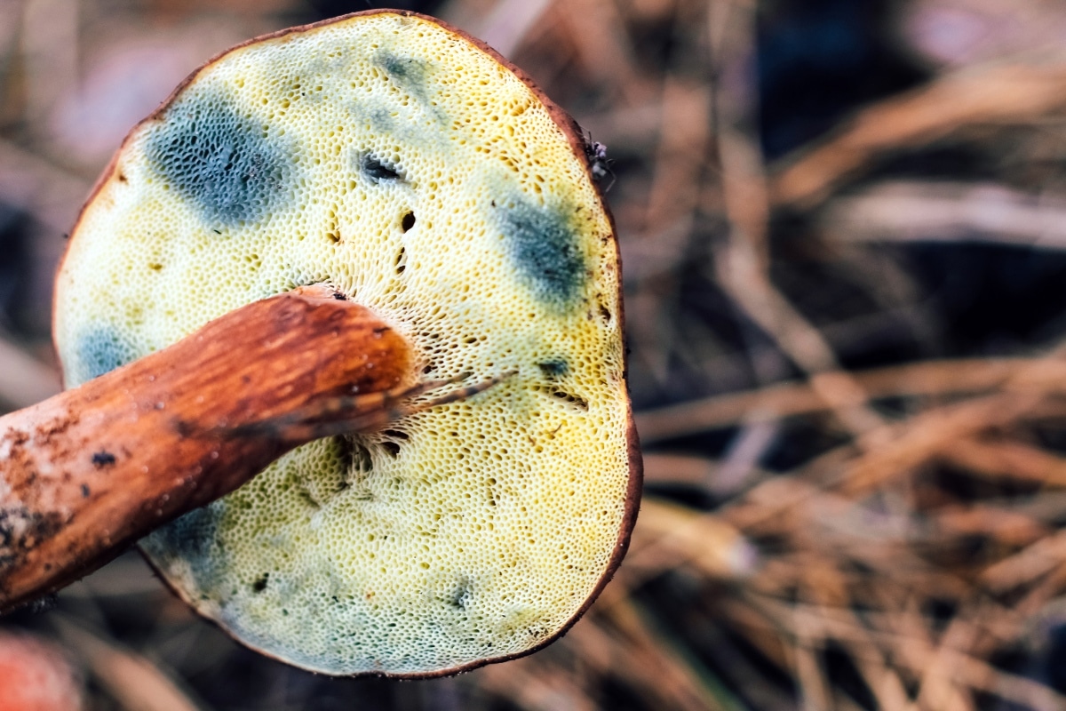 bay bolete pores bruising