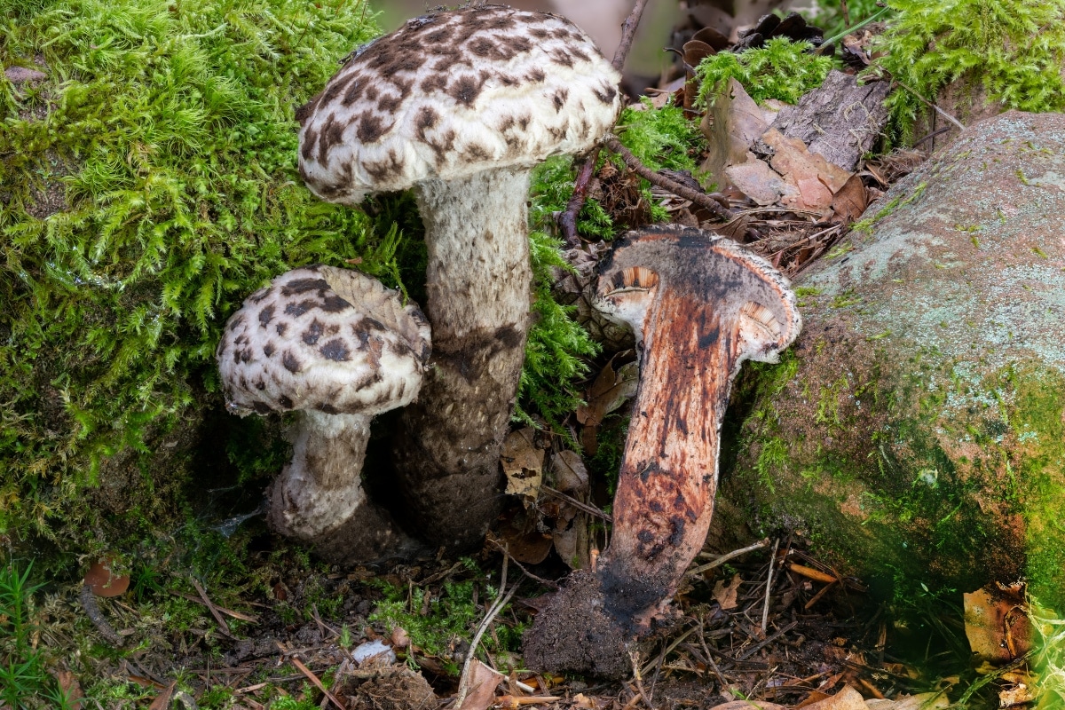 old man of the woods cross section