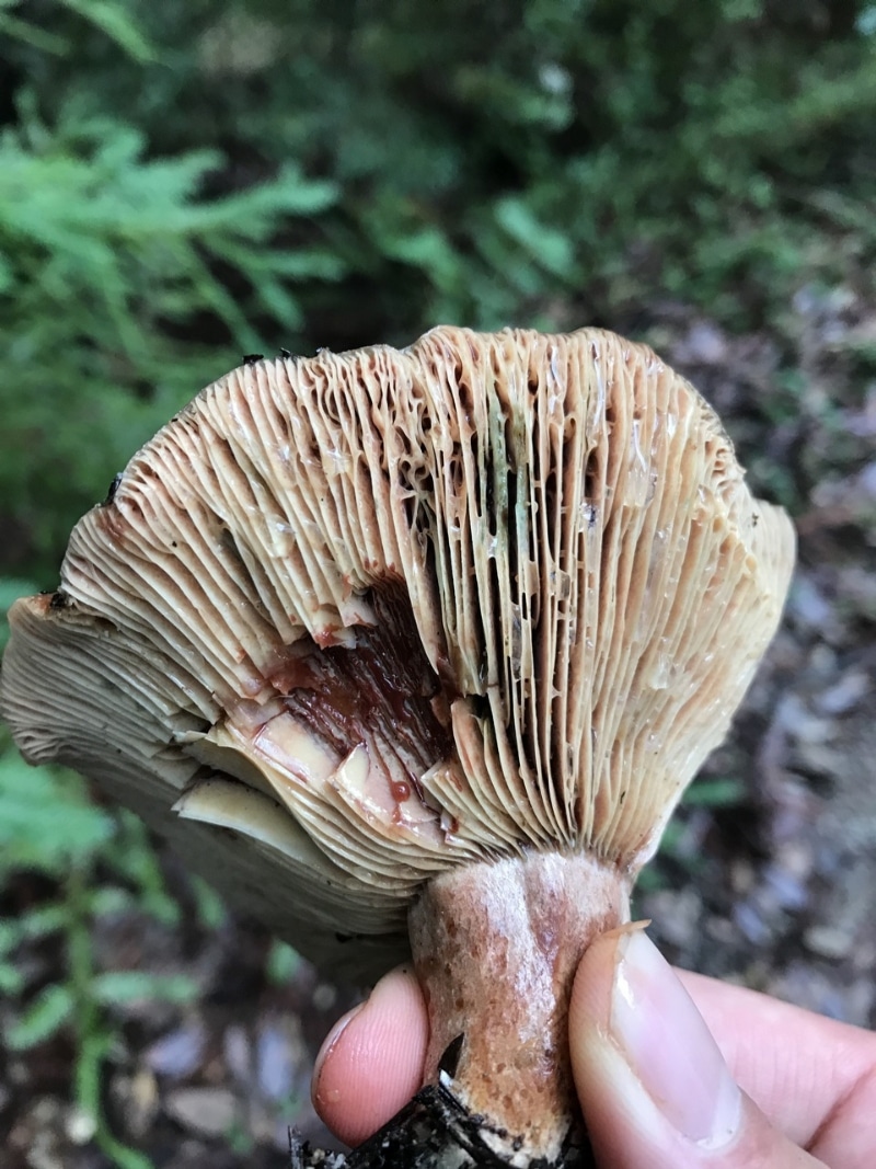 bleeding milk cap