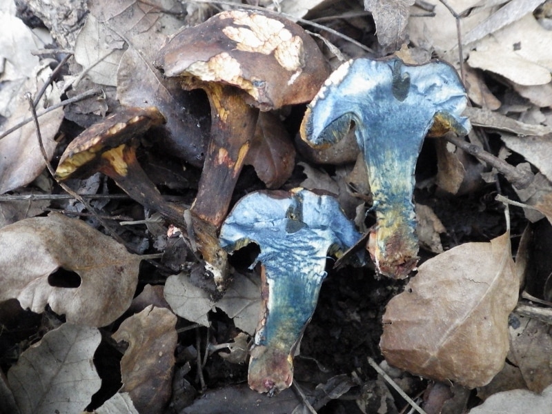 Cyanoboletus pulverulentus