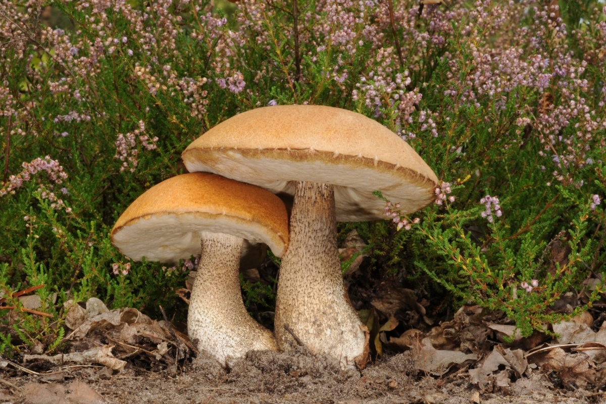 two birch bolete in forest