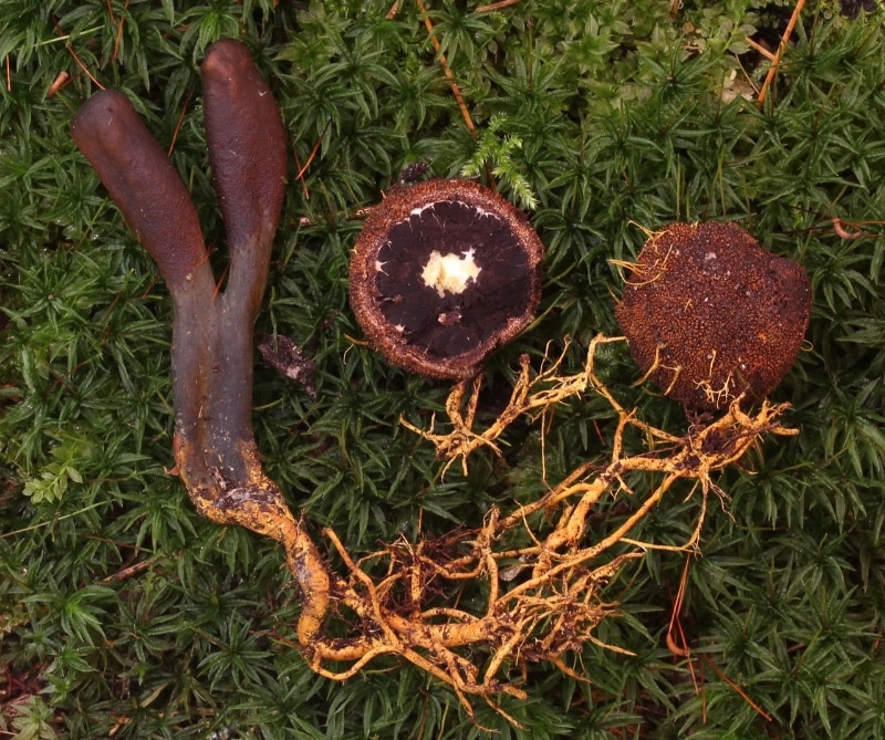 goldenthread cordyceps