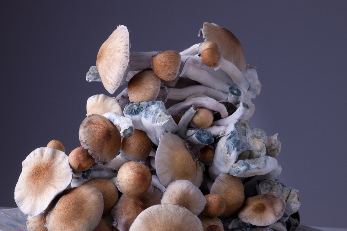 psilocybe fungi