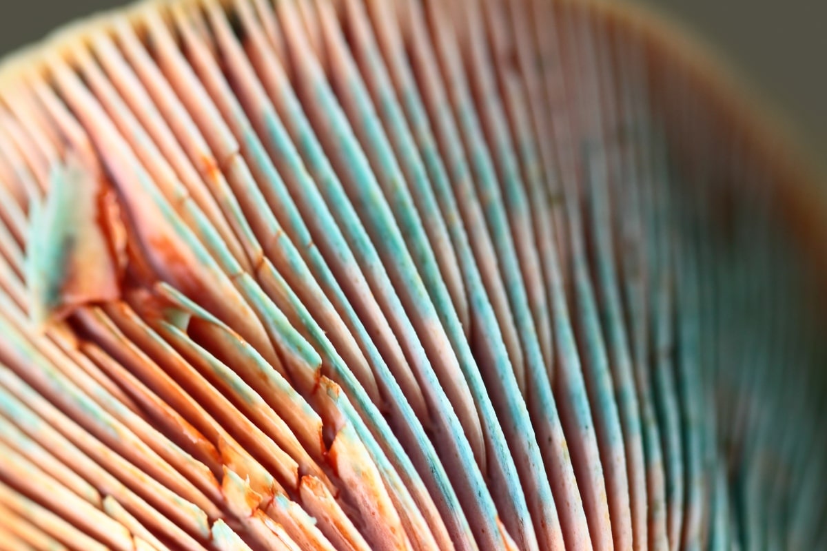 color change milky cap mushroom