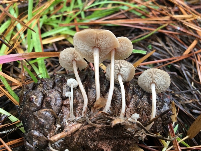 conifer cone fungi