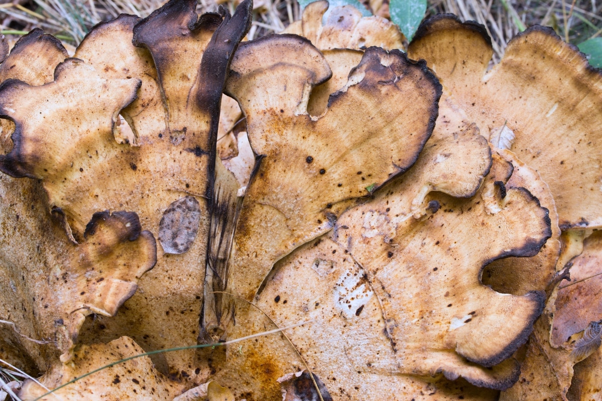 black staining polypore