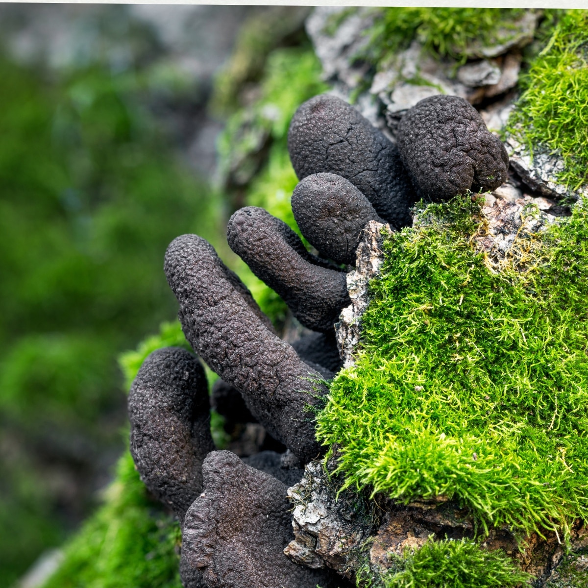 dead man's fingers fungus