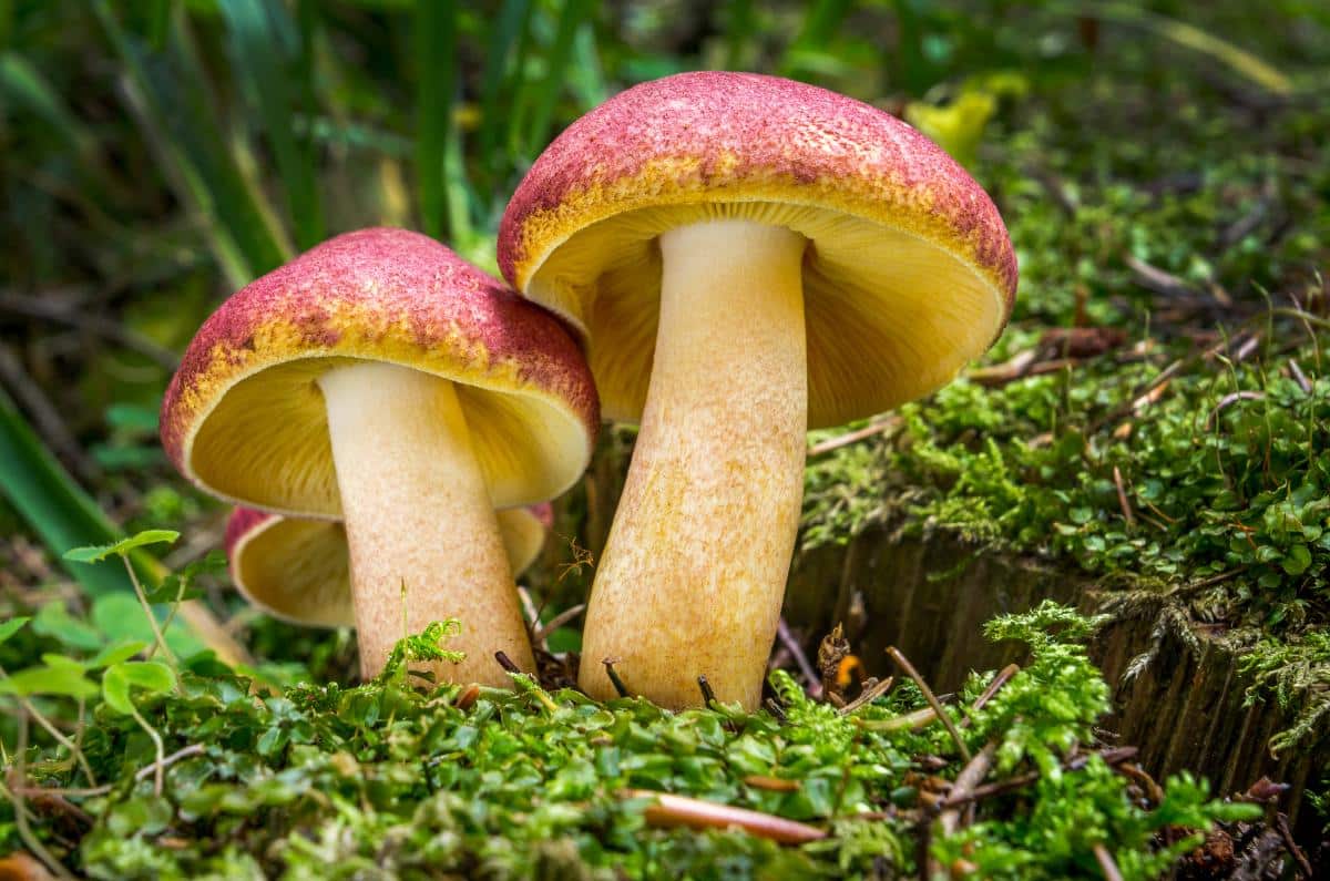 plums and custard mushroom